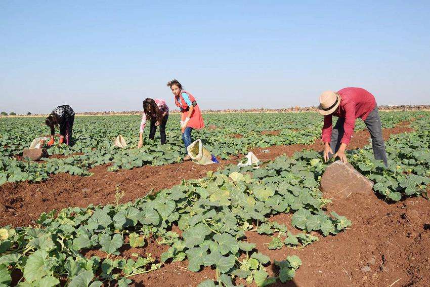 Şanlıurfa’ya has Şelengo hasadı başladı