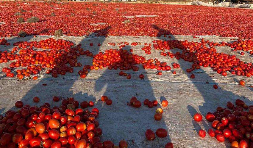Siverek Domatesi Bölgenin Yeni Kazanç Kapısı Oldu